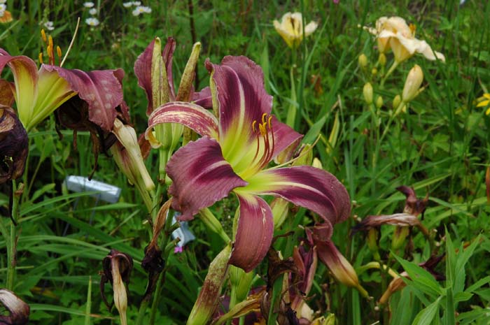 Daylily Scapes: scapes