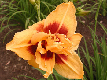 daylilies: DOUBLE BOLD ONE