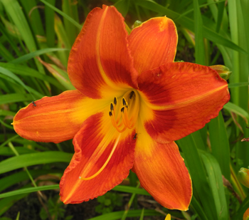 daylilies: Misc Red Tet