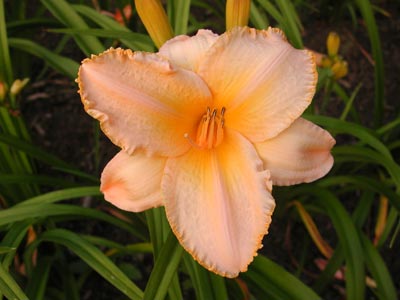 daylilies: ETCHED IN GOLD