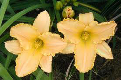 daylilies: ANGEL'S DELIGHT