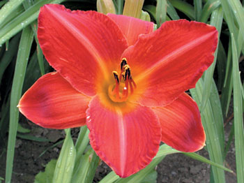 daylilies: FRED'S EARLY RED (VT)