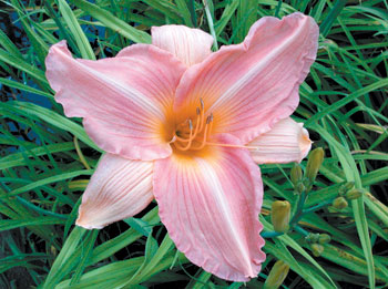 daylilies: MIKELL (VT)