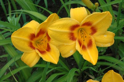 daylilies: PREVIEW PARTY