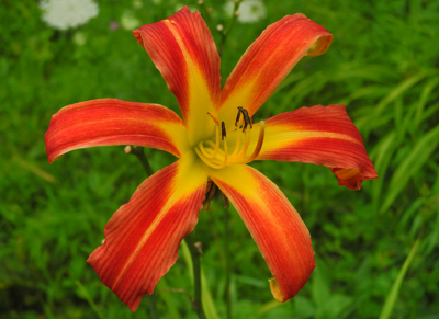 daylilies: RED RIBBONS
