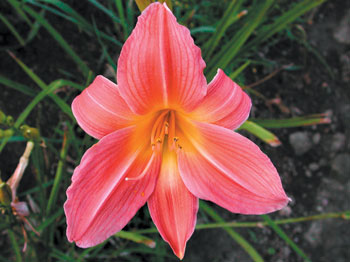 daylilies: SEPTEMBER ROSE ROSY (VT)