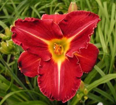 daylilies: SHADES OF DARKNESS