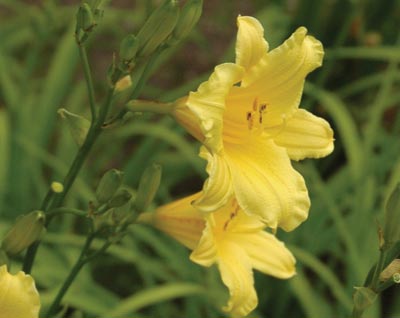 daylilies: TOY TRUMPETS