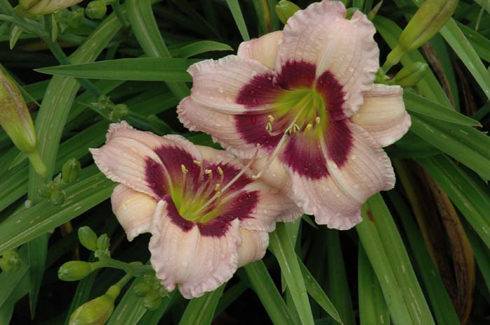 daylily blooms: SILOAM BO PEEP