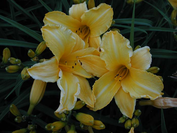 daylily blooms: STOWAWAY (VT)