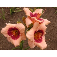 daylilies: LITTLE ITALY