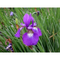 daylilies: Iris  siberica MOUNTAIN LAKE
