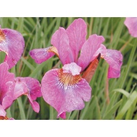 daylilies: Iris siberica ILLINI CHARM