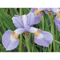 daylilies: Iris siberica SUMMER SKY