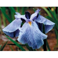 daylilies: Iris ensata Mix