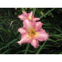 daylilies: CHICAGO CANDY CANE
