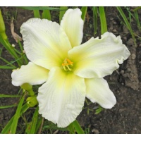 daylilies: + Gentle Shepherd type (VT)