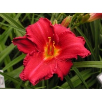 daylilies: CRANBERRY COVE