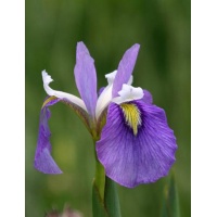 daylilies: Iris iris  ENFANT PRODIGE