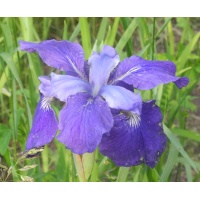 daylilies: Iris siberica BLUE BURGEE