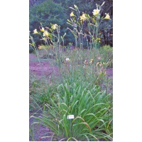 daylilies: TOWERS OF EISENCRAMER
