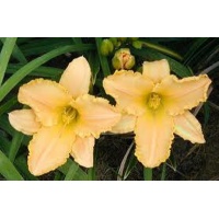 daylilies: ANGEL'S DELIGHT