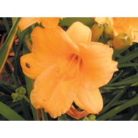daylilies: FOREVER STELLA