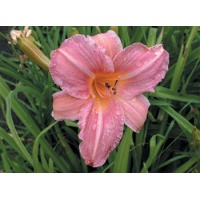 daylilies: LING ROSE (VT)