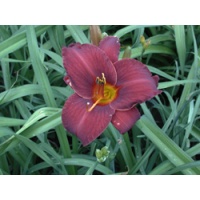 daylilies: OLALLIE RED EAGLE