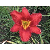 daylilies: TALL RED ROSY (VT)