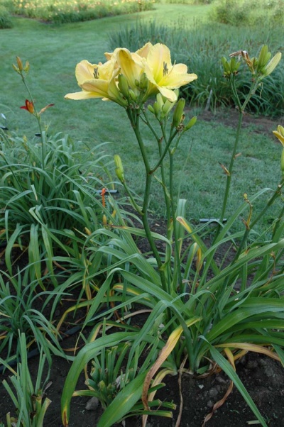 Daylily Scapes: scapesa