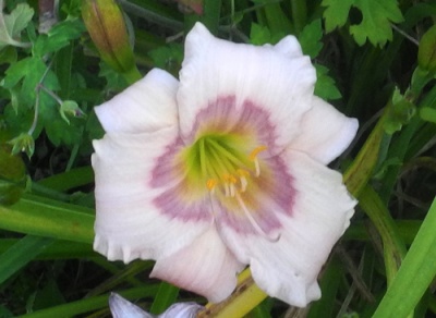daylilies: ELFIN EYES