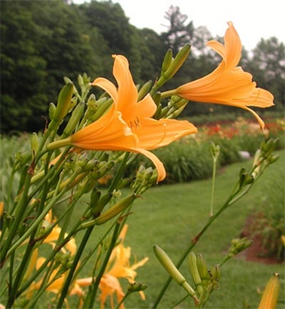daylilies: H. hakunensis