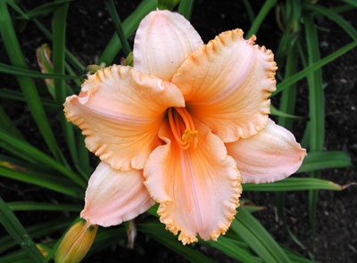 daylilies: PURE AND SIMPLE
