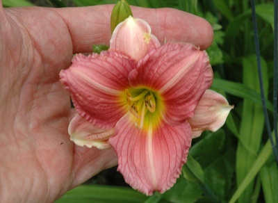 daylilies: BETTY CLAIRE