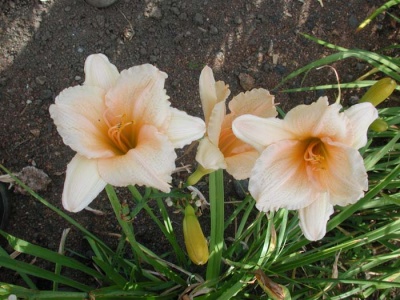 daylily blooms: WHY NOT (VT)