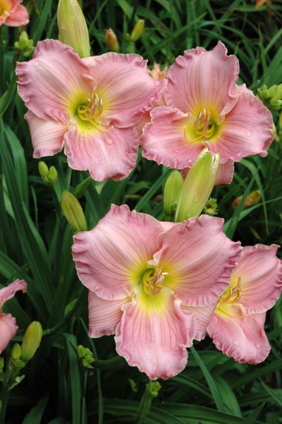 daylily blooms: SCINTILLATION IN PINK