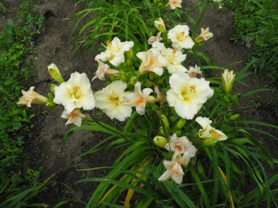 daylily blooms: TUESDAY