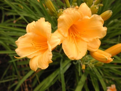 daylily blooms: FOREVER STELLA