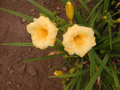 daylily blooms: MINI STELLA
