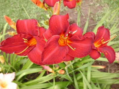 daylily blooms: OLALLIE ROYAL VELVET