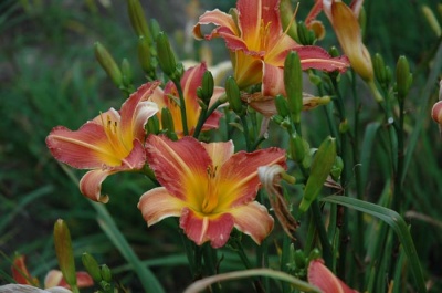 daylily blooms: RR RED (VT)