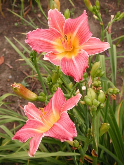 daylily blooms: ROUGE BLUSH (VT)