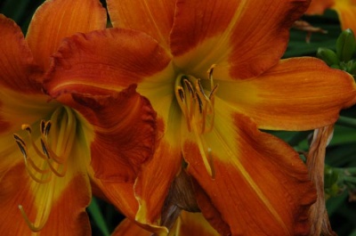 daylily blooms: SAFFRON SEASON (VT)