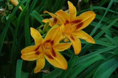 daylily blooms: SARATOGA SPRINGTIME