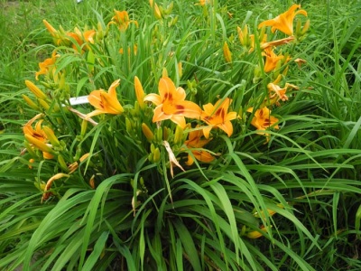daylily blooms: blms