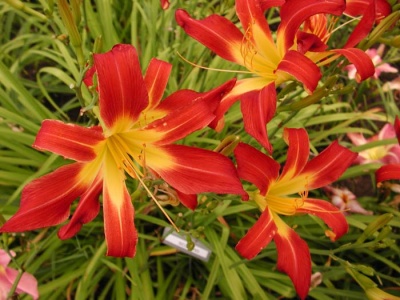 daylily blooms: SCORPIO II (VT)
