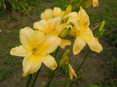 daylily blooms: SHA NA NA