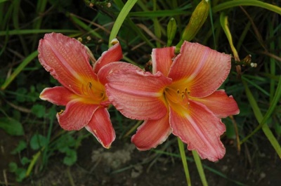 daylily blooms: SHINE ON (VT)