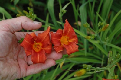 daylily blooms: SKIATOOK CARDINAL